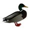 A vector image of a drake mallard duck (Anas platyrhynchos)