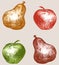 Vector image of drawn apples and pears