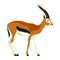 Vector image of flat gazelle. Animal clipart