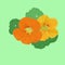 Vector image of flowers of nasturtium garden, orange-yellow flowers