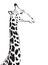 Vector image of an giraffe head