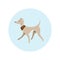 Vector Image With Pretty Walking Italian Greyhound