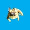 Vector image of a silhouette of a dog breeds a French bulldog on a blue background.
