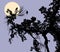 Vector image of silhouettes of pine branches in moonlit night