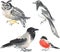 Vector image of watercolor sketches various wild birds