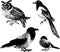 Vector images of different wild birds
