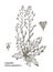 Vector images of medicinal plants. Detailed botanical illustration for your design. Capsella bursa-pastoris
