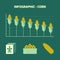 Vector infographic declining production of corn - info graph in flat design with icon of flour, bowl with grains and yello