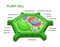 Vector infographic of the Plant cell anatomy structure.