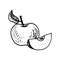 Vector ink drawing apple