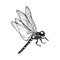 Vector ink drawing dragonfly