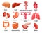 Vector internal organs icon set