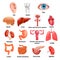 Vector internal organs icon set