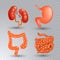 Vector internal organs realistic icon set in realistic style.