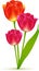 Vector isolated beautiful tulip flowers bouquet
