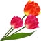 Vector isolated beautiful tulip flowers bouquet