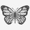 Vector isolated butterfly.