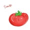 Vector isolated cartoon fresh hand drawn tomato.