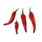 Vector isolated chili pepper on a white background. Illustration of a set of spices. Hand drawn sketch style. Spicy red
