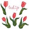 Vector isolated coral tulip on white