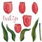 Vector isolated coral tulip on white.