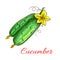 Vector isolated cucumbers sketch icon
