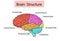 Vector isolated illustration of brain structure in man head. Human brain detailed anatomy.