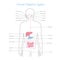 Vector isolated illustration of digestive system