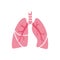 Vector isolated illustration of lung