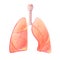 Vector isolated illustration of lung