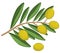 Vector isolated illustration of olive branch. Mediterranean cuisine.