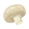 Vector isolated illustration of realistic champignon mushroom. Healthy forest food.