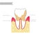 Vector isolated illustration of tooth