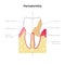 Vector isolated illustration of tooth