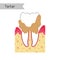 Vector isolated illustration of tooth