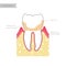 Vector isolated illustration of tooth