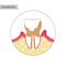 Vector isolated illustration of tooth