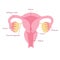 Vector isolated illustration of uterus