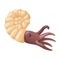 Vector isolated illustration on white background. Cartoon picture of nautilus, sea mollusk. Decor element on the theme