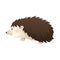 Vector isolated image of cute baby wood hedgehog in profile