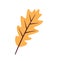 Vector isolated oak leaf. Cute minimalistic close-up object. Autumn leaf. Artwork decoration element. Design for print