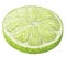 Vector isolated pattern object, hand-drawn harvest juicy, delicious rich wet green lime circle piece, with highlights
