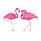 Vector isolated pink flamingos pair. Hand Drawn illustration