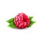 Vector isolated raspberry with green leaves on a white background