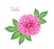 Vector isolated realistic dahlia flower with green leaves
