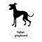 Vector isolated silhouette of  Italian greyhound dog on white background.