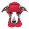 Vector Italian Greyhound Dog breed