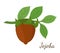 Vector jojoba branch, simmondsia chinensis,cosmetics plant, organic oil, aroma herb. Made in cartoon flat style