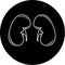 Vector kidneys icon