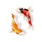 Vector koi carps realistic fish eastern symbol